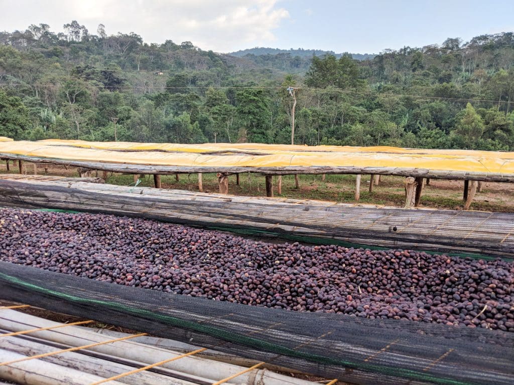 Koke Honey Whole Bean Coffee