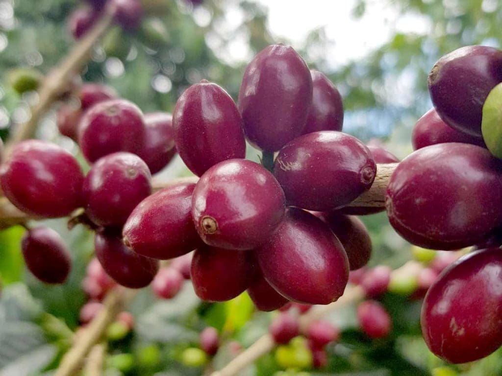 Monteblanco Passionfruit from Radio Roasters Coffee - Atlanta Wholesale coffee