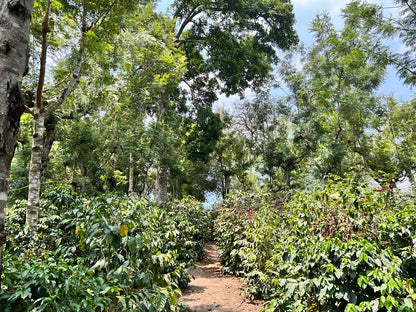 Guatemala: Finca Jauja Bourbon