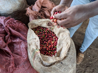 Ethiopia Yirgacheffe Koke Honey