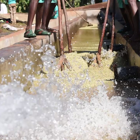 Video of coffee being washed in water