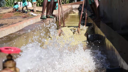 Video of coffee being washed in water